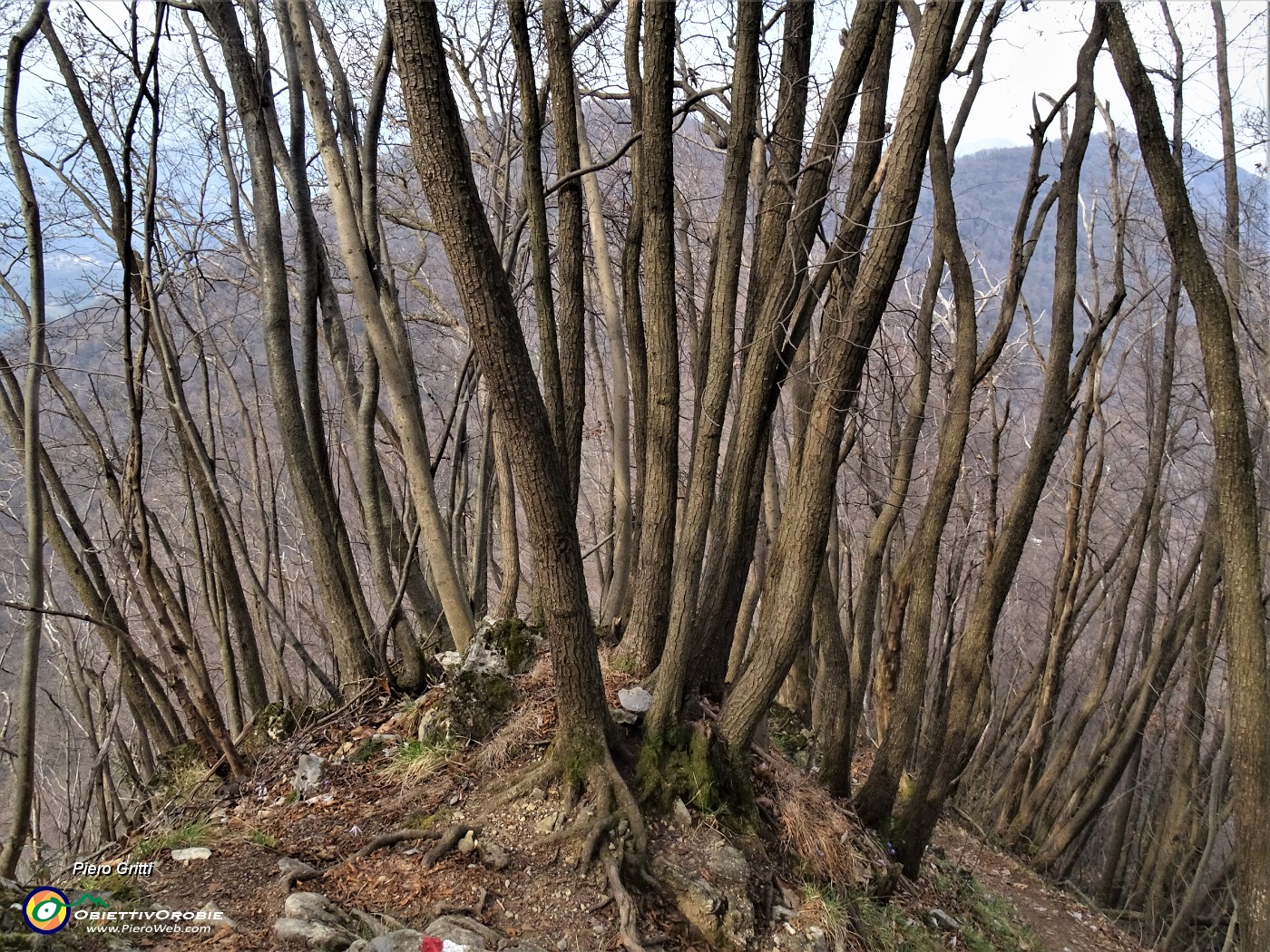 68 Scendo, per la prima volta, ai Roccoli della Passata, dal ripido sentiero 571, camminando con attenzione tra carpini neri ben sviluppati.JPG